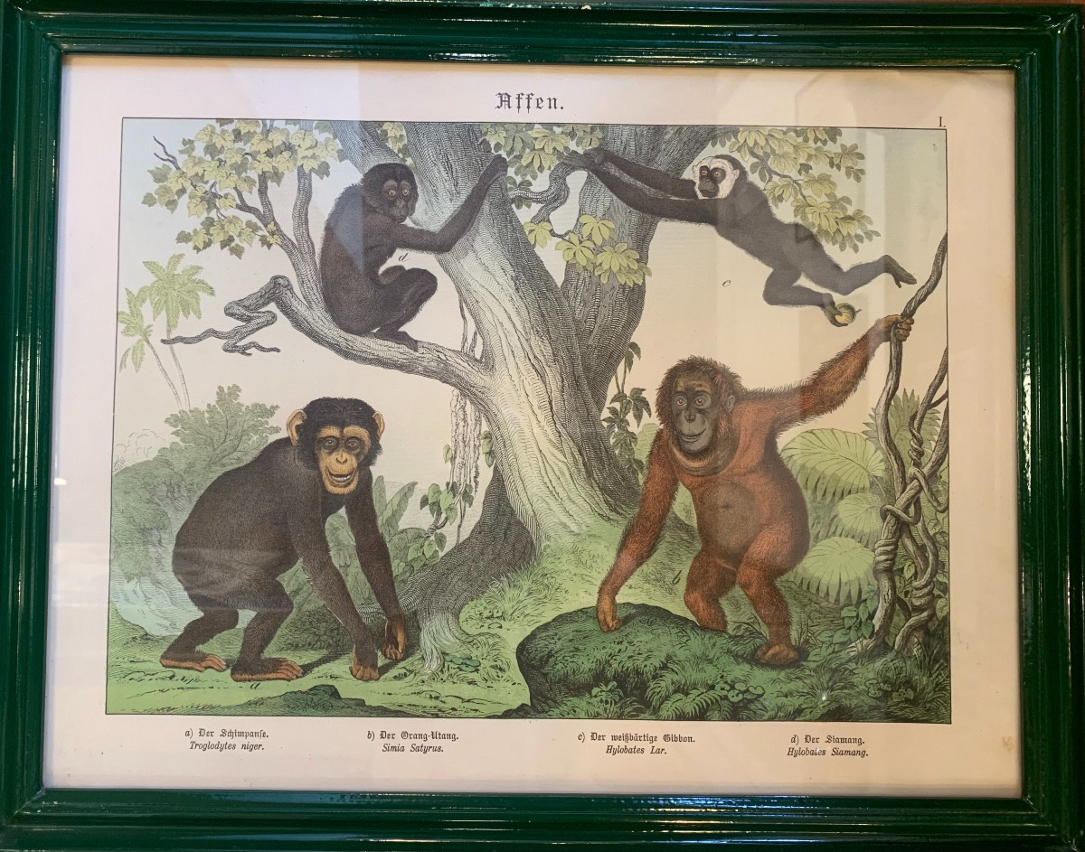Series Of 7 German Animal Engravings, Late 19th Century-photo-2