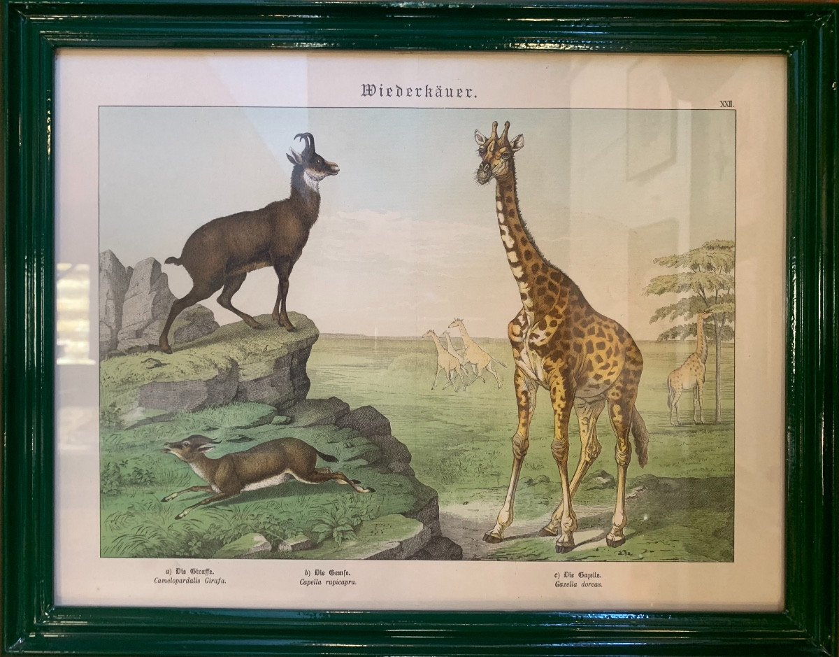 Series Of 7 German Animal Engravings, Late 19th Century-photo-4