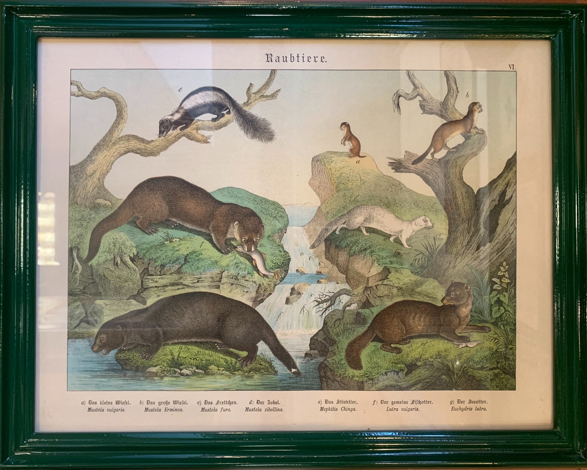 Series Of 7 German Animal Engravings, Late 19th Century-photo-1