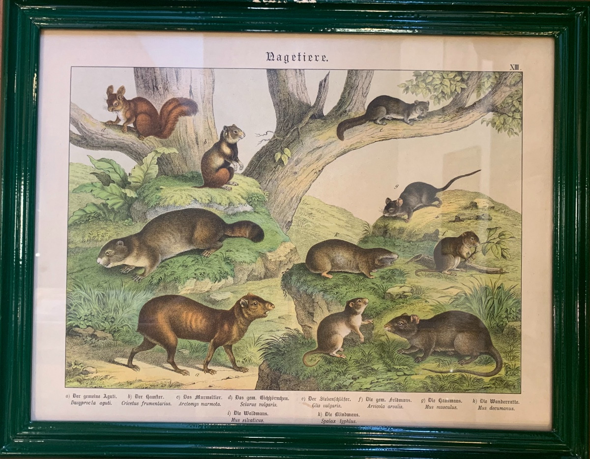 Series Of 7 German Animal Engravings, Late 19th Century-photo-2