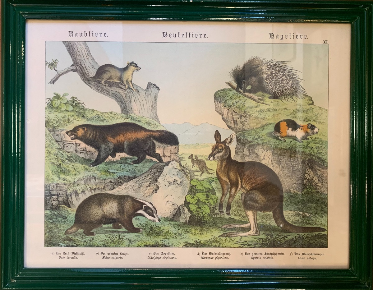 Series Of 7 German Animal Engravings, Late 19th Century-photo-3
