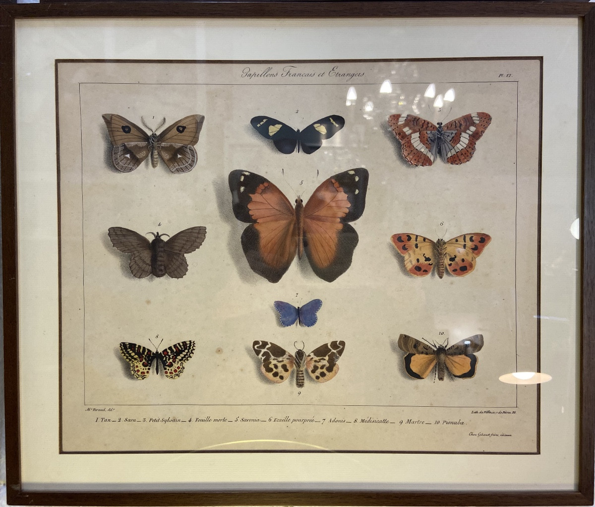 4 Engravings With Butterflies After François Levillain, 19th Century-photo-4