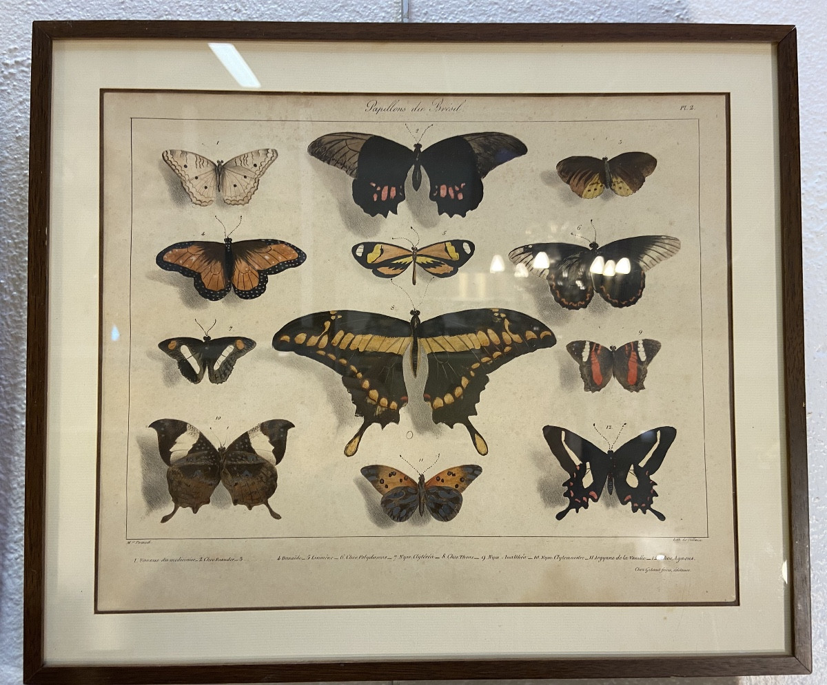 4 Engravings With Butterflies After François Levillain, 19th Century-photo-2