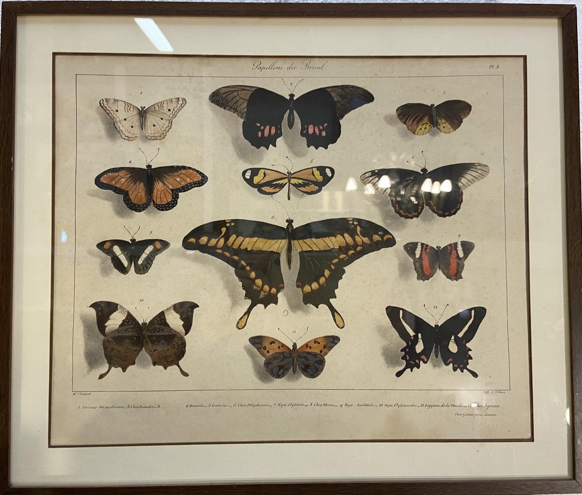 4 Engravings With Butterflies After François Levillain, 19th Century