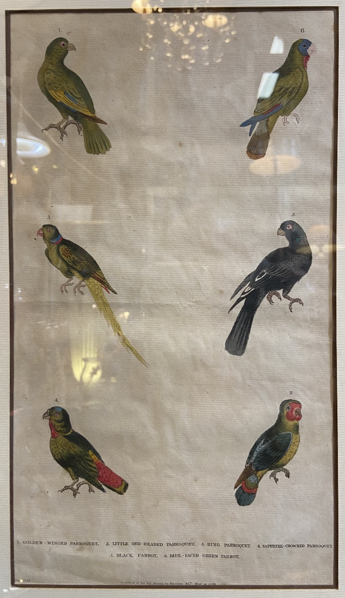 Three English Engravings Enhanced With Birds And Fish By Harrison & Co., Year 1785-photo-2