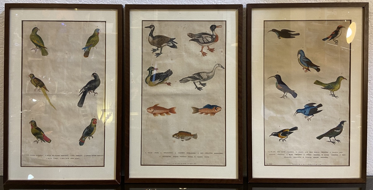 Three English Engravings Enhanced With Birds And Fish By Harrison & Co., Year 1785