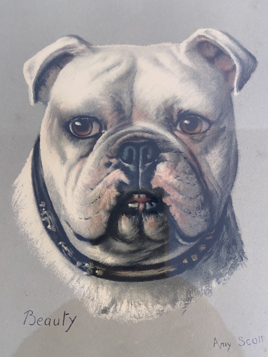 Amy Scott Estampe Couleur Portrait De Bulldog Anglais, Epoque Fin XIXe/Début XXe-photo-2