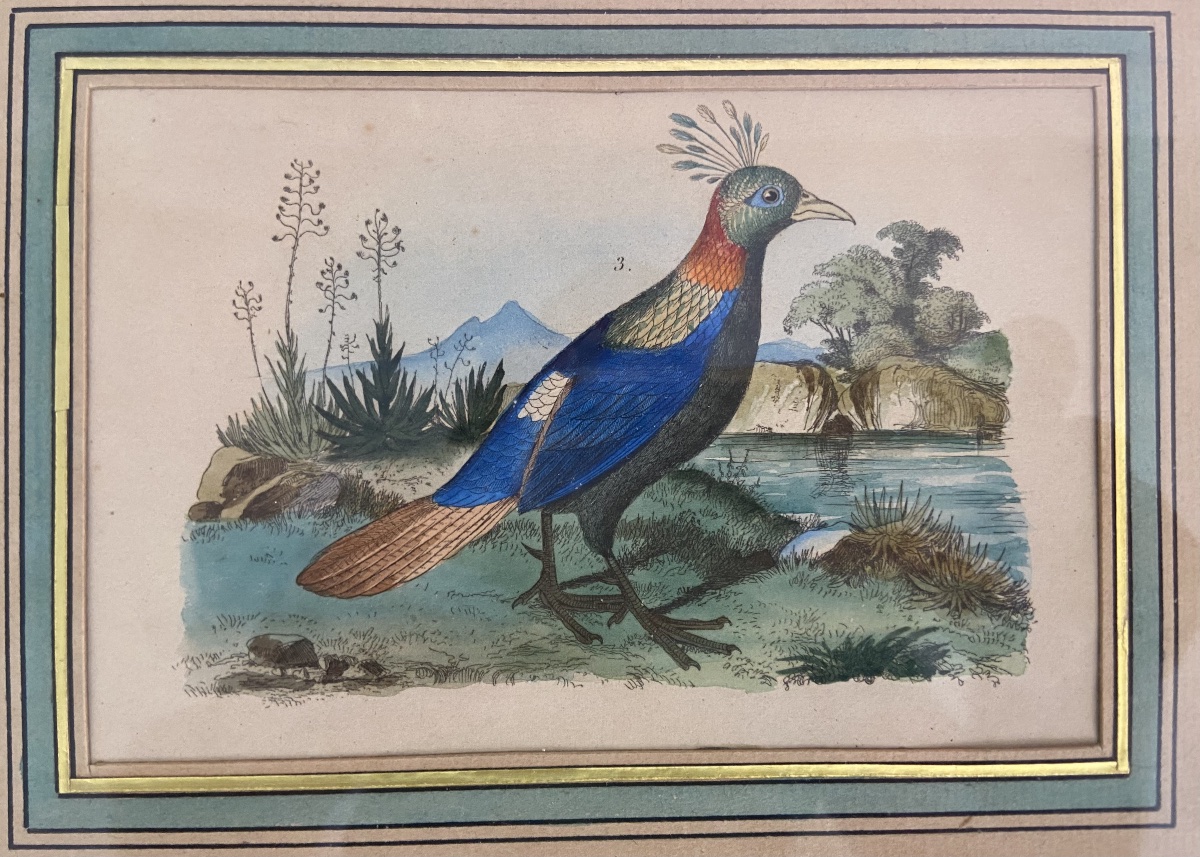 Auguste Duménil, Deux Gravures D'Oiseaux Exotiques, Année 1836-photo-2