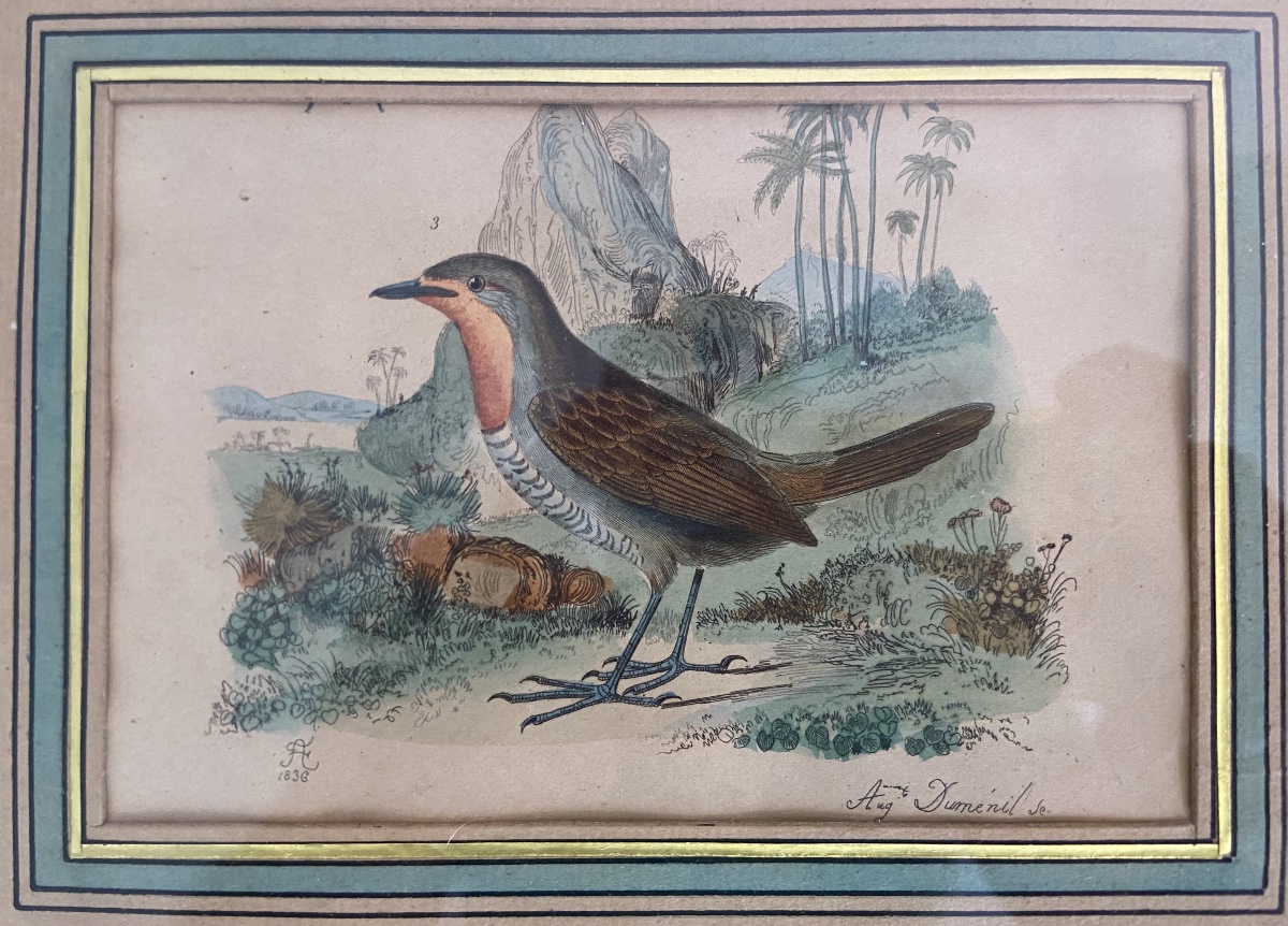 Auguste Duménil, Deux Gravures D'Oiseaux Exotiques, Année 1836-photo-3