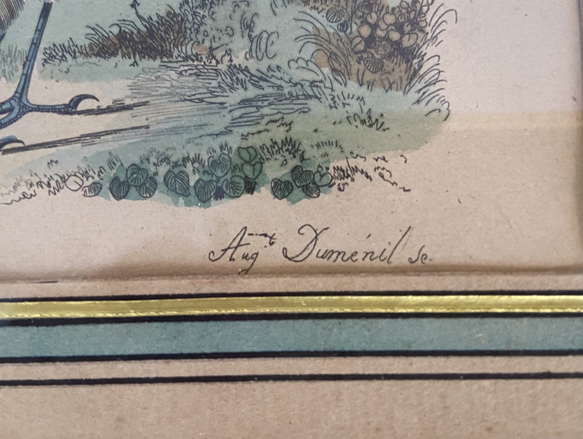 Auguste Duménil, Deux Gravures D'Oiseaux Exotiques, Année 1836-photo-4