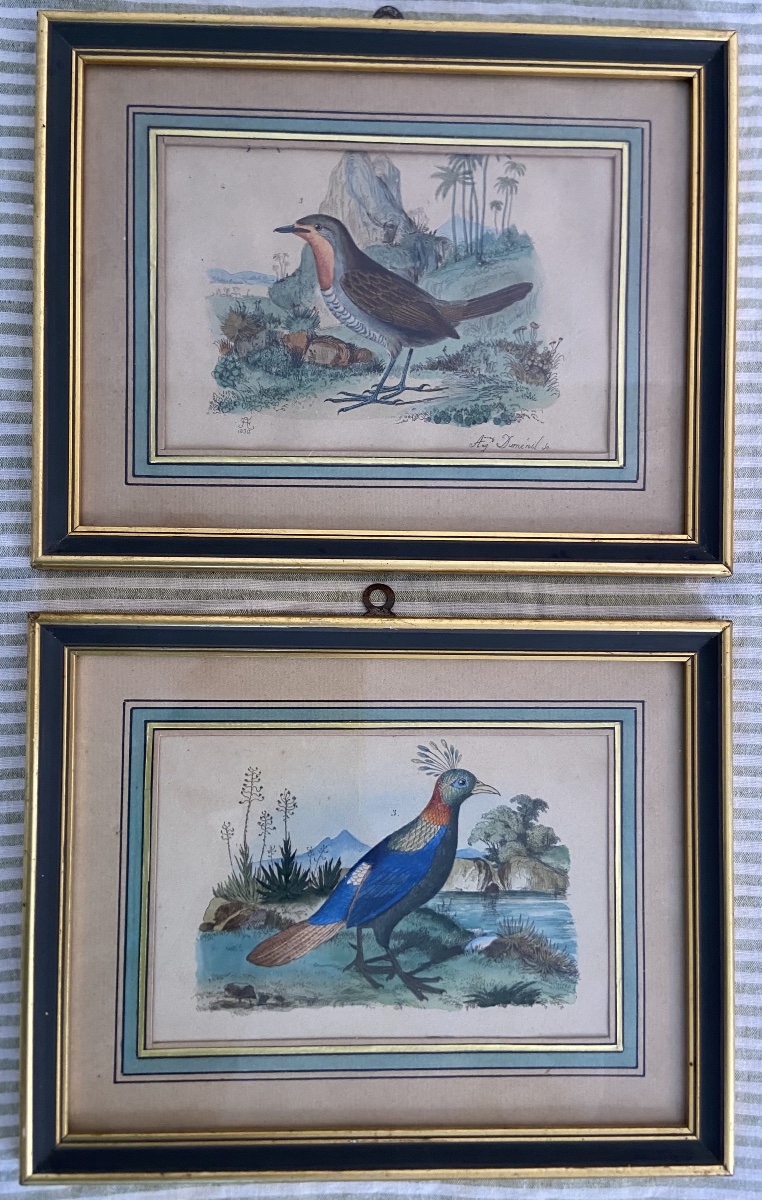 Auguste Duménil, Deux Gravures D'Oiseaux Exotiques, Année 1836
