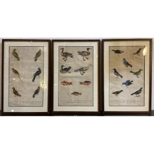 Three English Engravings Enhanced With Birds And Fish By Harrison & Co., Year 1785
