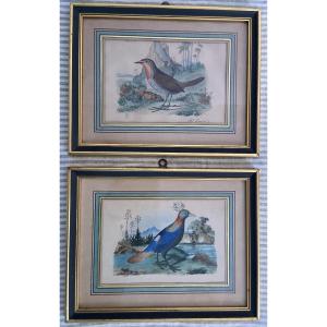 Auguste Duménil, Deux Gravures D'Oiseaux Exotiques, Année 1836