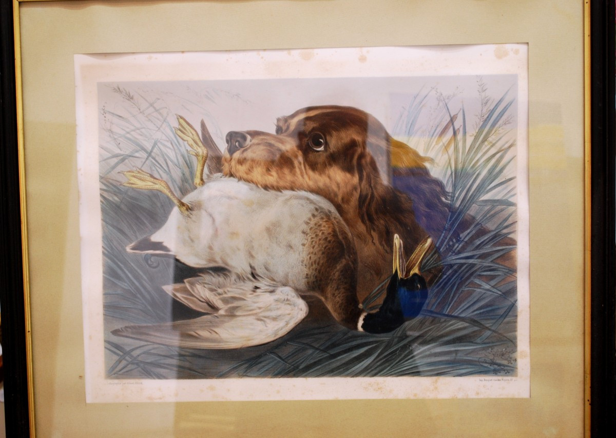 Paire de lithographies en couleur chiens de chasse Epagneul et bécasse  par Albert Adam
