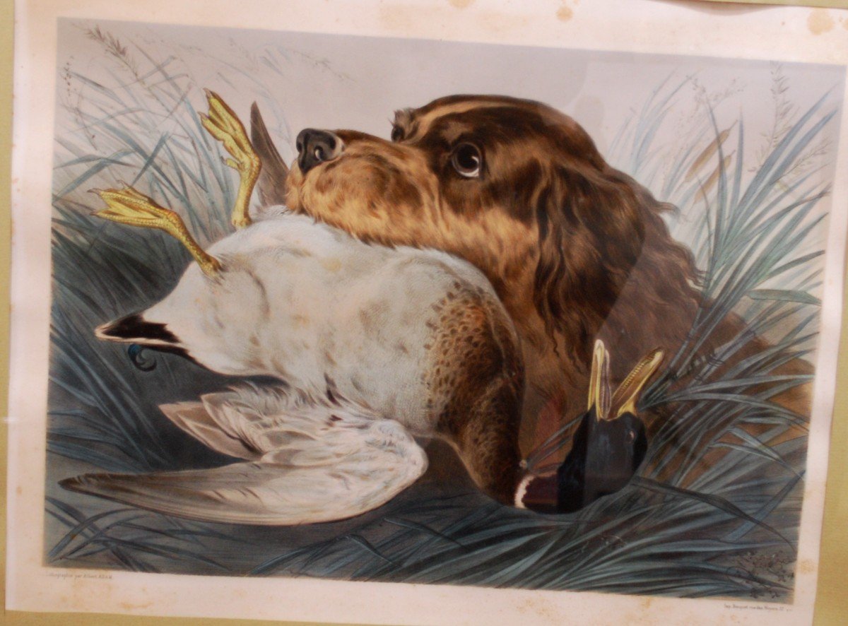 Chiens De Chasse Paire De Lithographies-photo-2