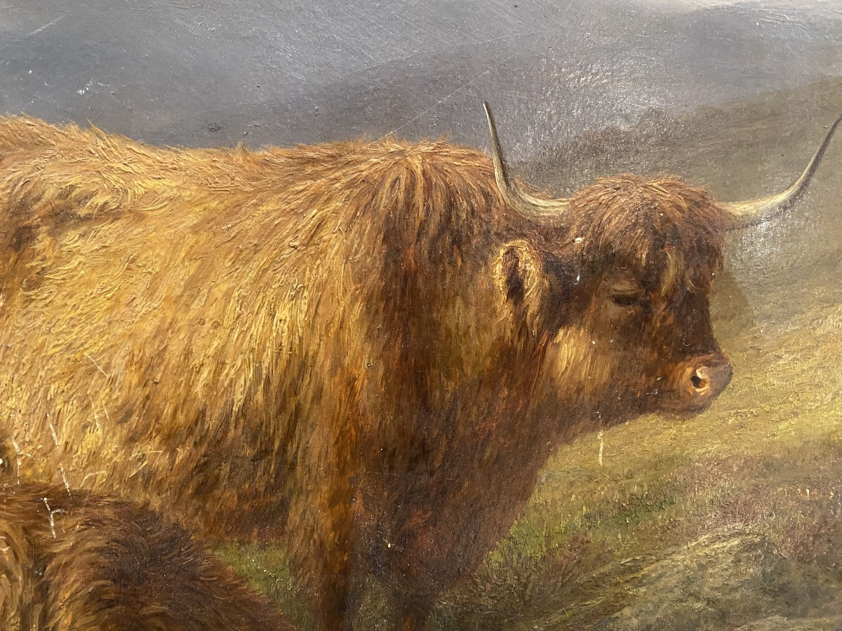 Hsc , troupeau de vaches Highlanders au pré, Écosse  fin XIX-photo-2