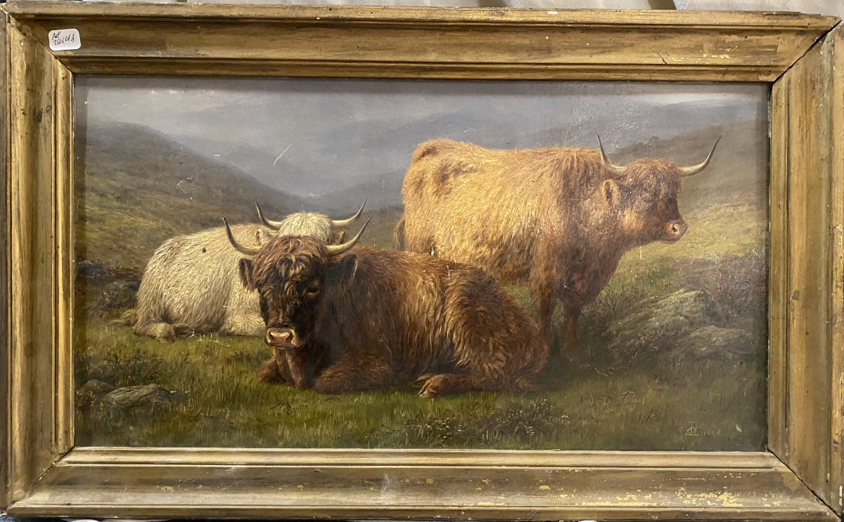 Hsc , troupeau de vaches Highlanders au pré, Écosse  fin XIX