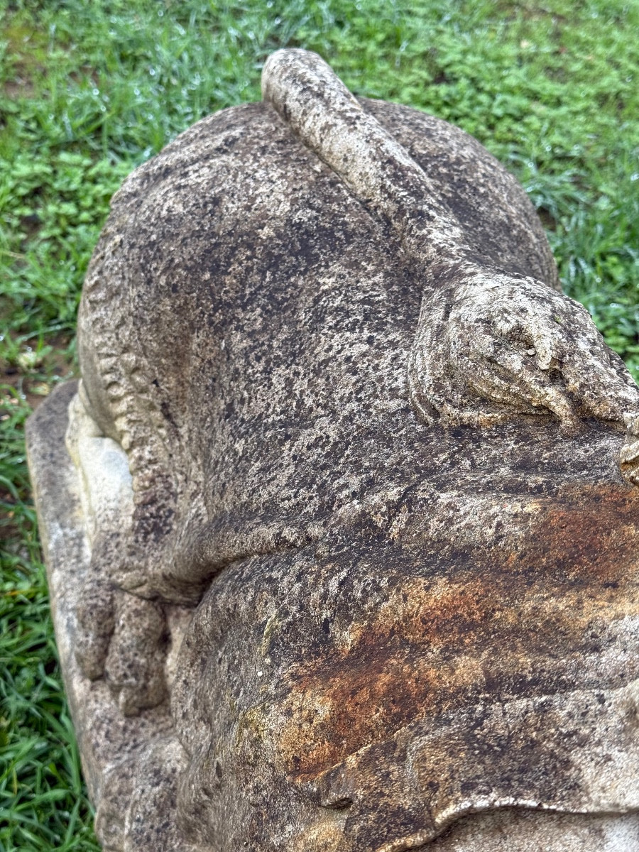 Paire sphynge sphinx -photo-3