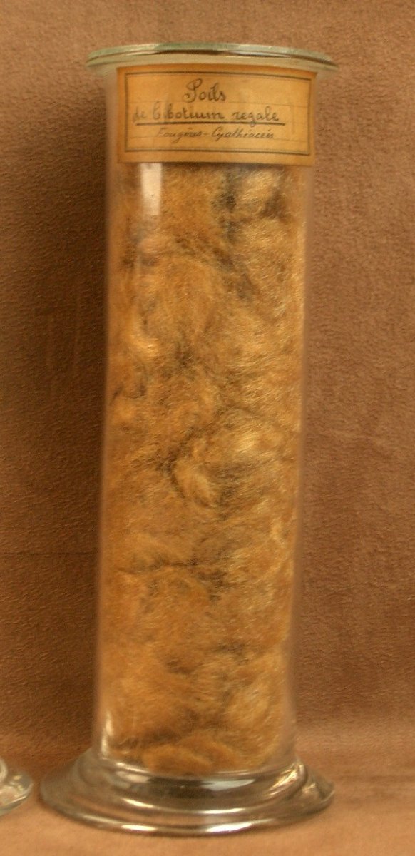 2 Tubes en verre , contenant des végétaux , herbier pour cabinet de curiosité -photo-2