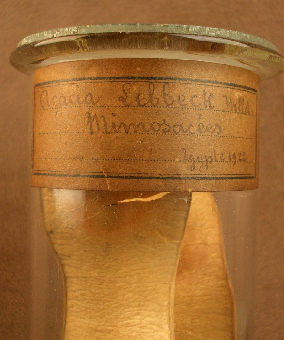 2 Tubes en verre , contenant des végétaux , herbier pour cabinet de curiosité -photo-4