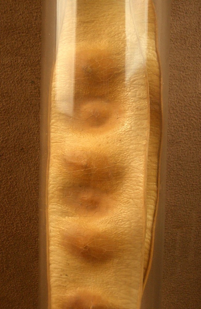 2 Tubes en verre , contenant des végétaux , herbier pour cabinet de curiosité -photo-1