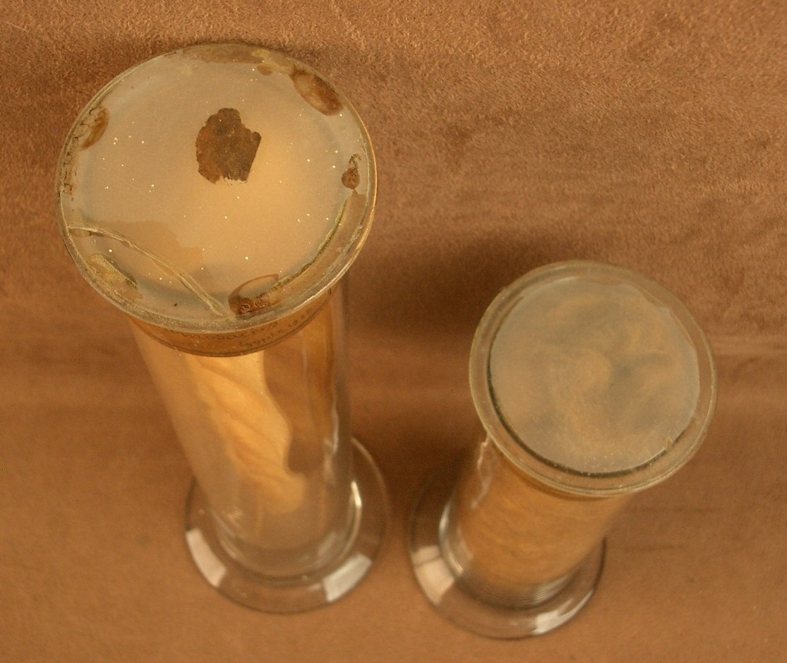 2 Tubes en verre , contenant des végétaux , herbier pour cabinet de curiosité -photo-2