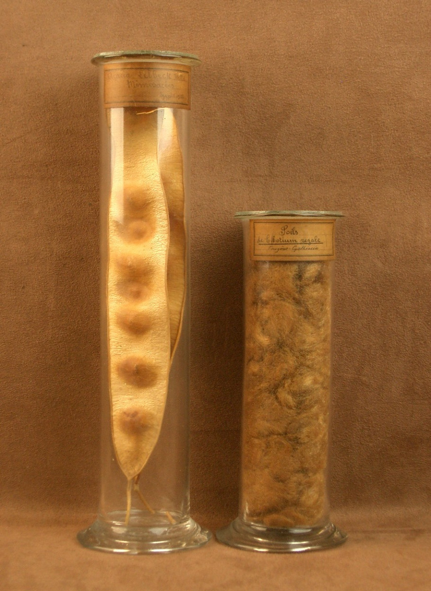 2 Tubes en verre , contenant des végétaux , herbier pour cabinet de curiosité 