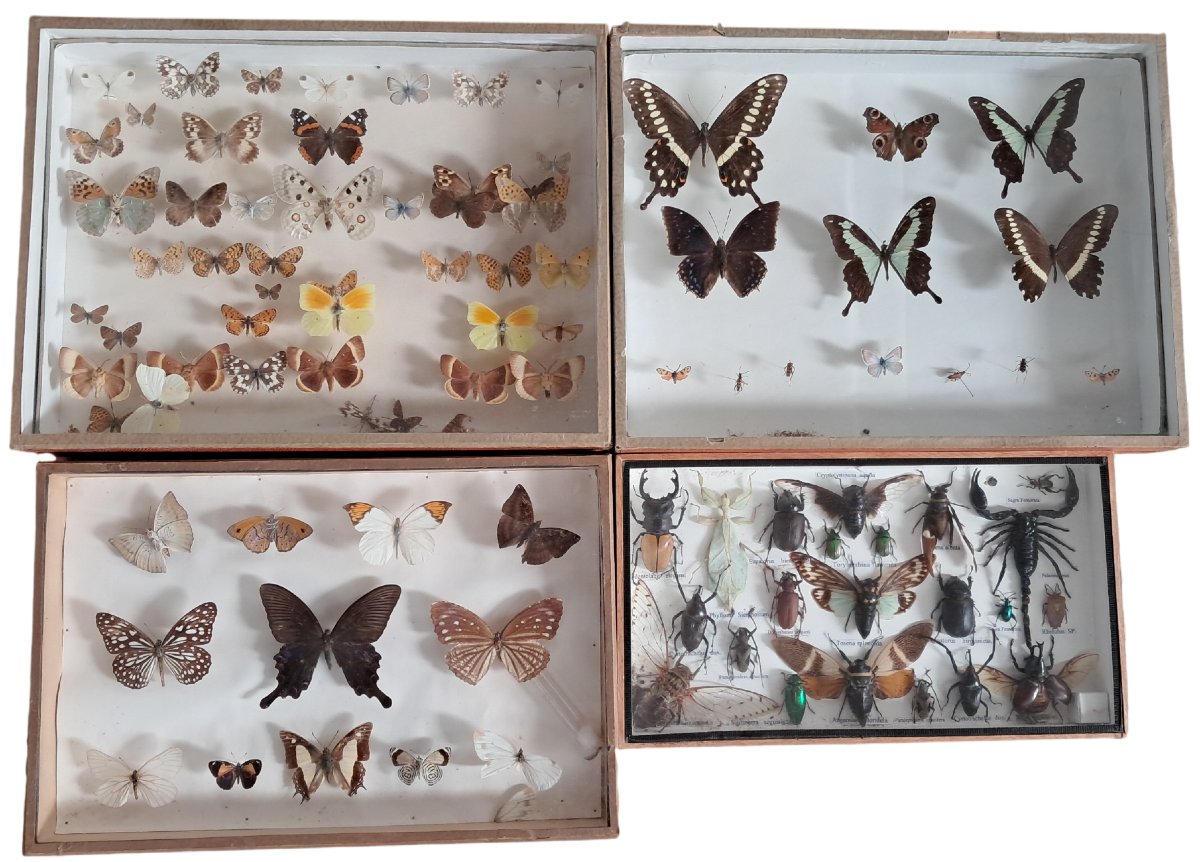Collection de boîtes d'entomologie