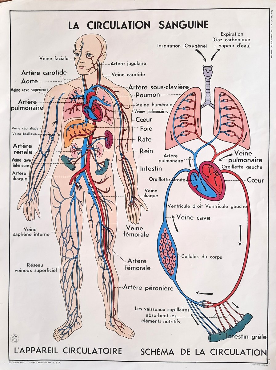 Set Of 8 Vintage Double-sided School Posters (vintage / Educational)-photo-2