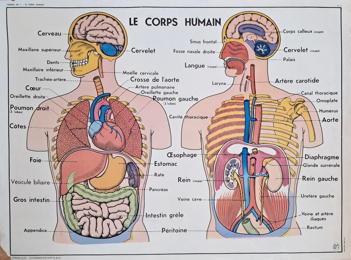 Set Of 8 Vintage Double-sided School Posters (vintage / Educational)-photo-4
