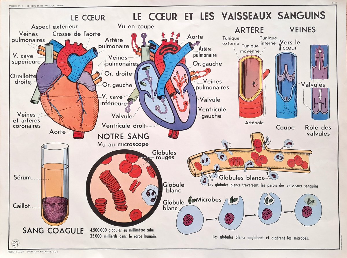 Set Of 8 Vintage Double-sided School Posters (vintage / Educational)-photo-2
