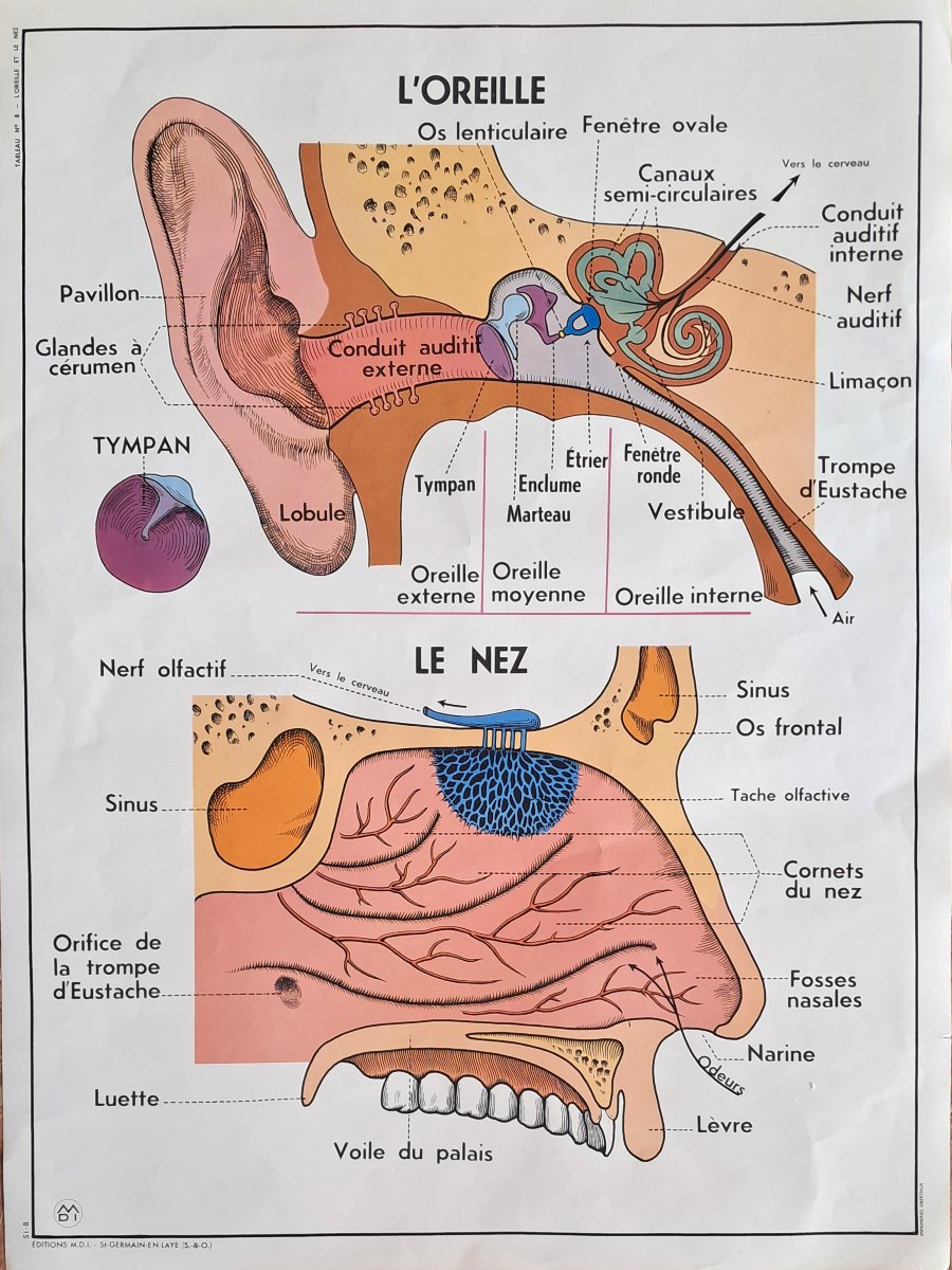 Set Of 8 Vintage Double-sided School Posters (vintage / Educational)-photo-3