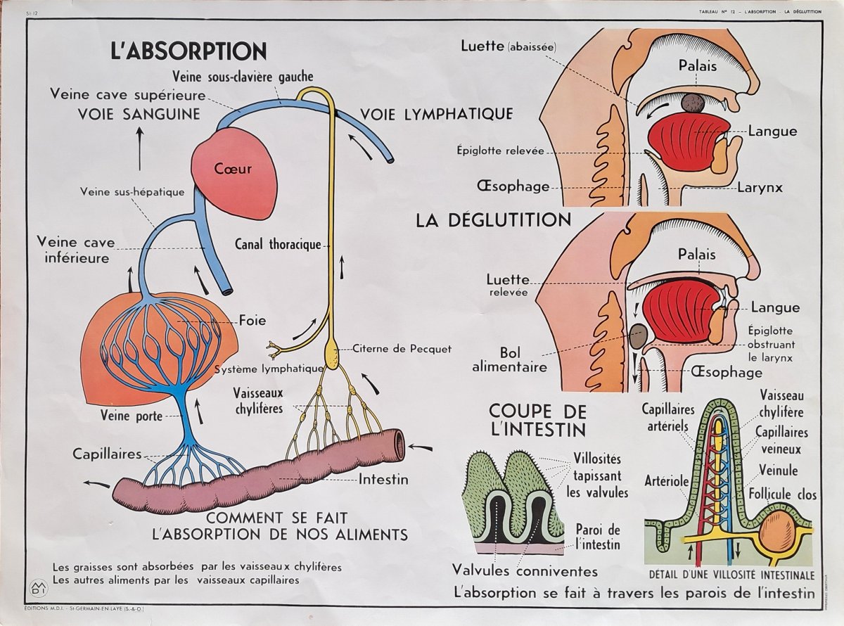 Set Of 8 Vintage Double-sided School Posters (vintage / Educational)-photo-4