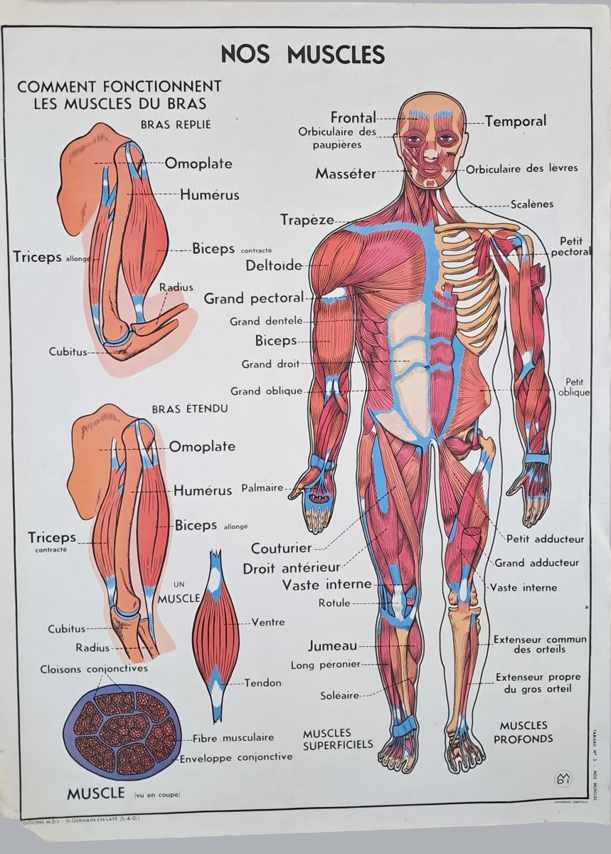 Set Of 8 Vintage Double-sided School Posters (vintage / Educational)