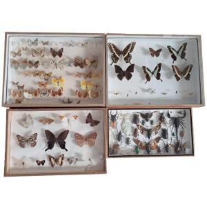 Collection de boîtes d'entomologie