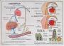 1820432-alb-6aa4fc466b1b7.jpg