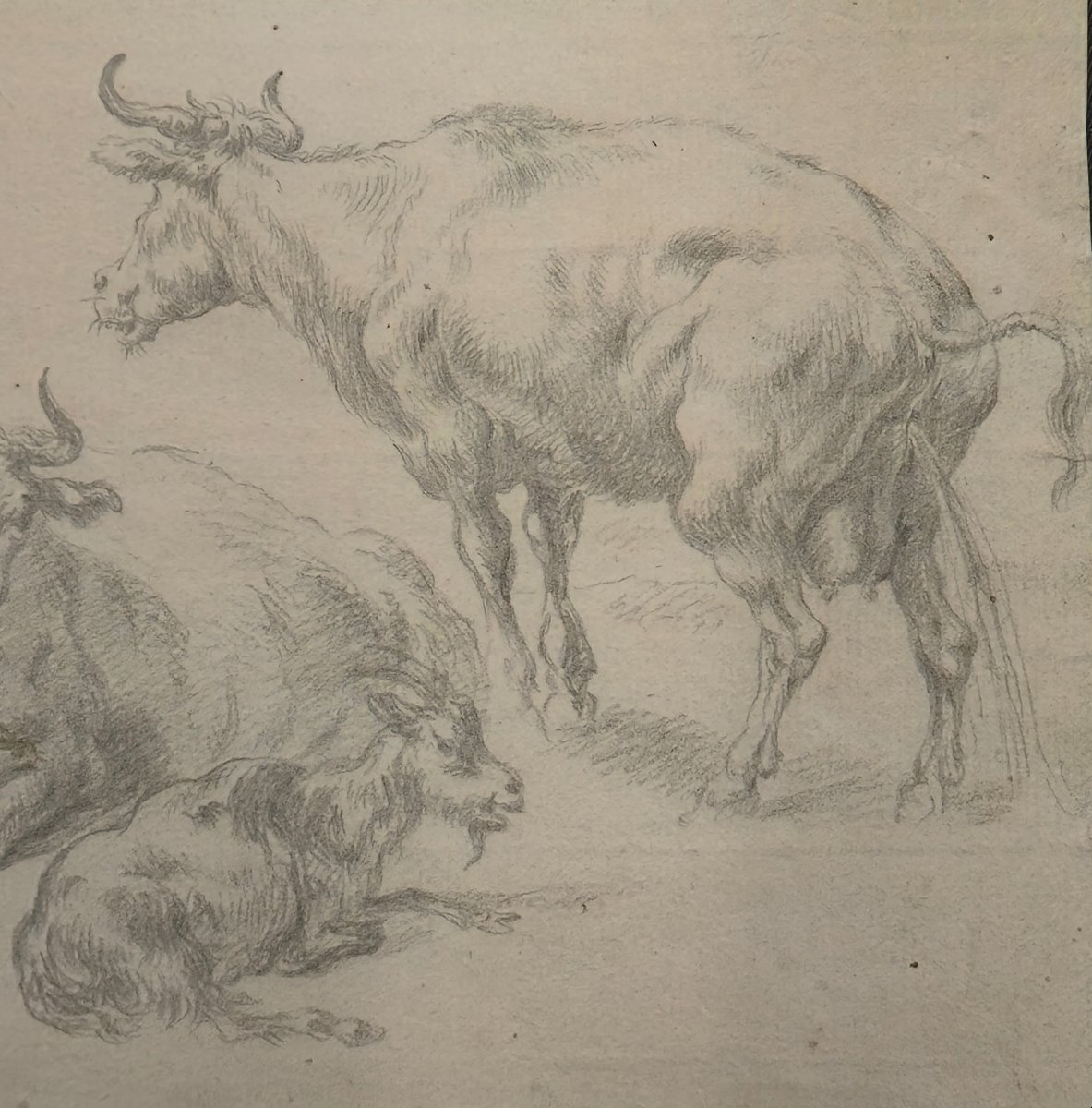 18th Century Drawing - Cows And Goats - Animalist Dutch Watermark School-photo-1