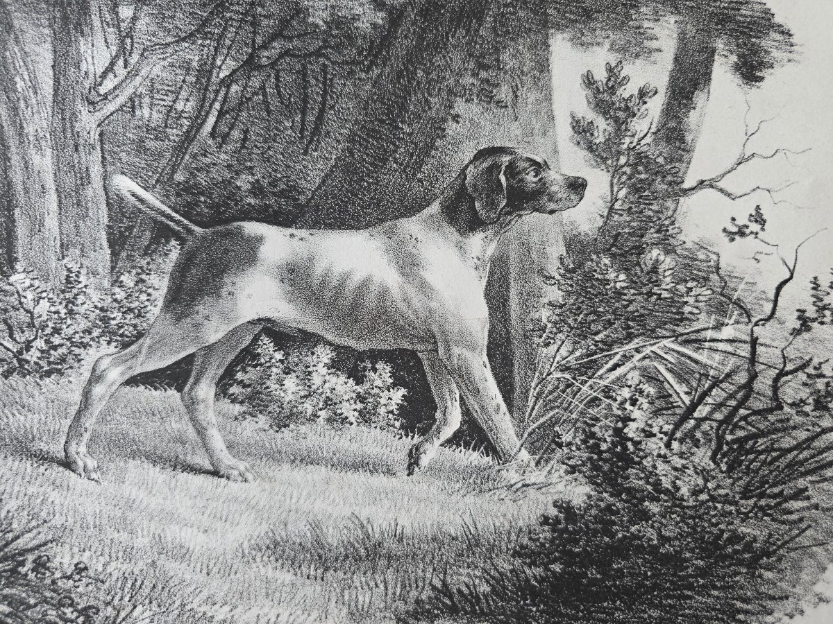 French School, Lithograph, Circa 1820, Hunting Dog, Pointer, Paris, Ligny, Dupaix-photo-2