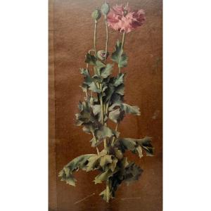 Study Of Poppies, Drawing Oil On Brown Paper - Attributed To Luc-olivier Merson By Expert