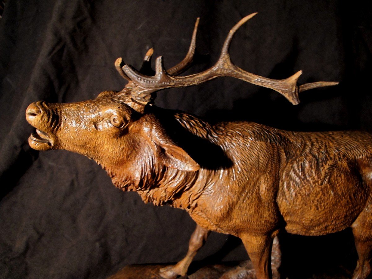 Black Forest Stag Deer-photo-2