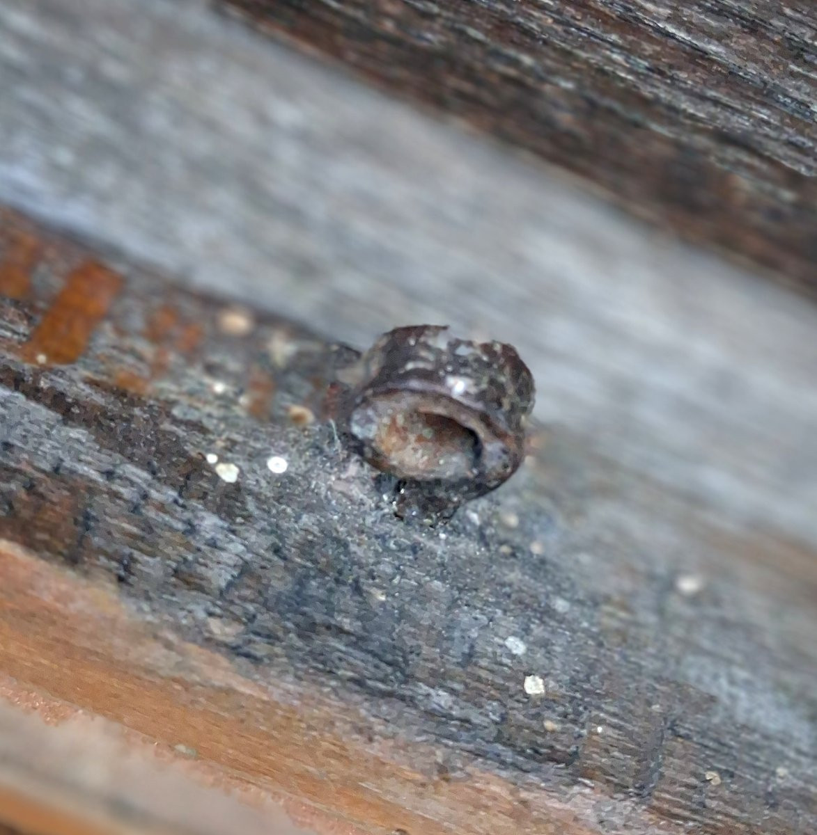 XVII Great Coat Of Arms, Blazon, Motto-photo-5