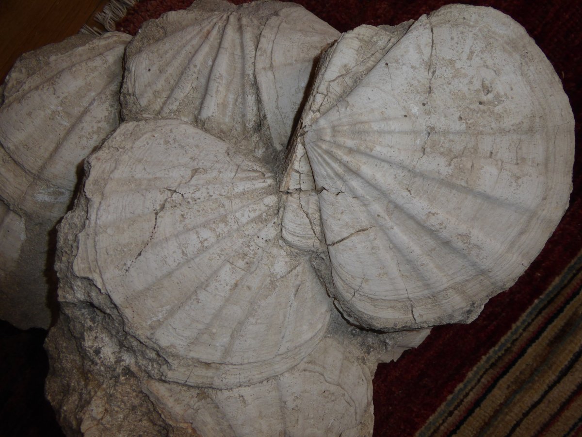 Limestone Block, Fossil Of Scallops, Miocene-photo-4