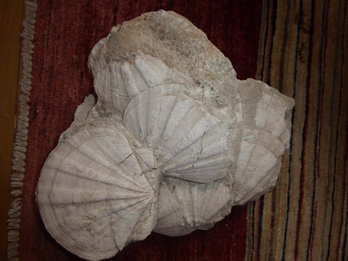 Limestone Block, Fossil Of Scallops, Miocene-photo-3