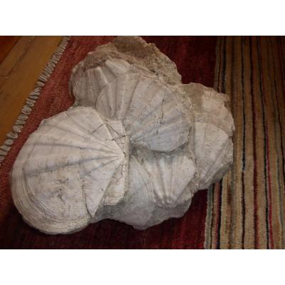 Gros bloc calcaire, fossile de coquilles Saint Jacques,Miocène.