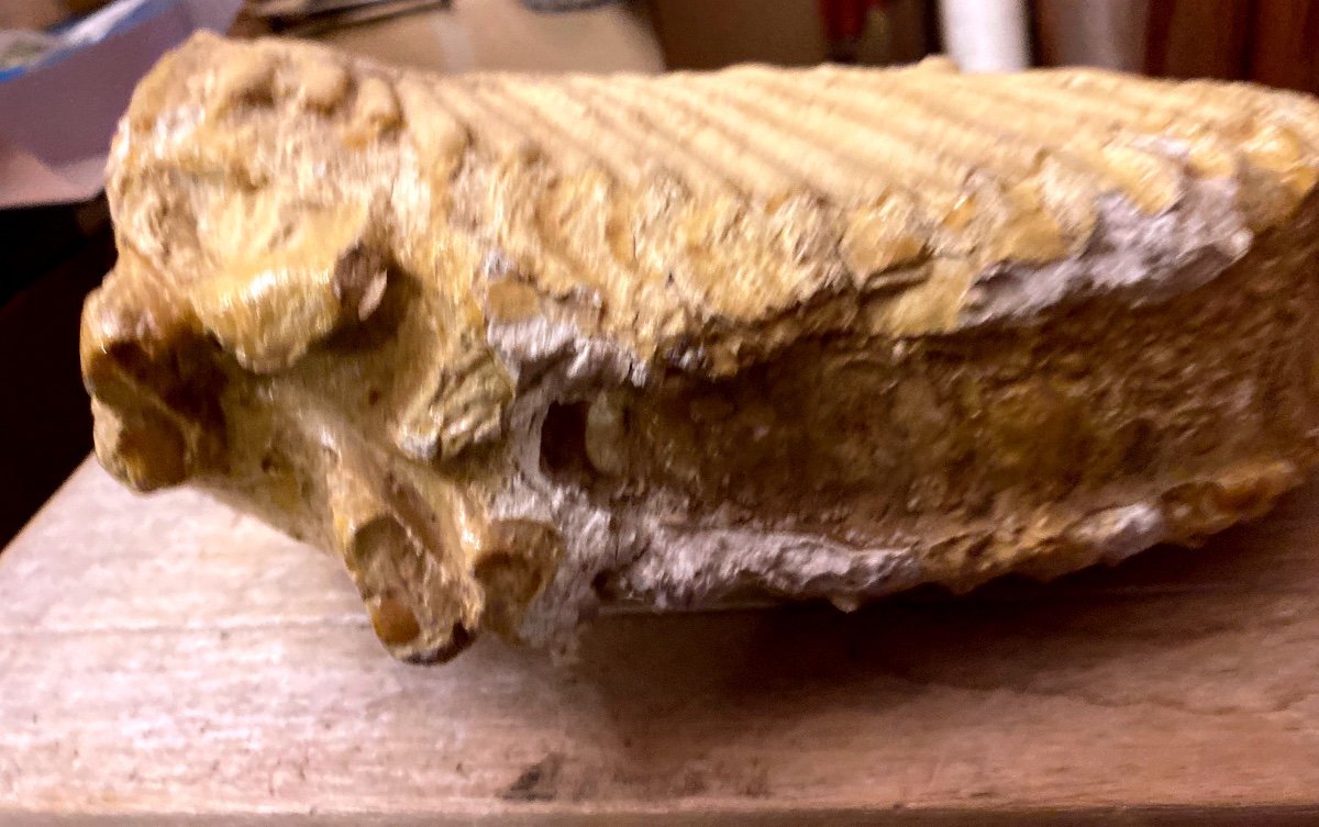 Fossilized Mammoth Tooth-photo-1