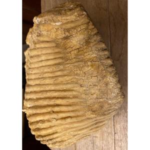 Dent De Mammouth Fossilisée