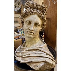 Bust Of Apollo Belvedere