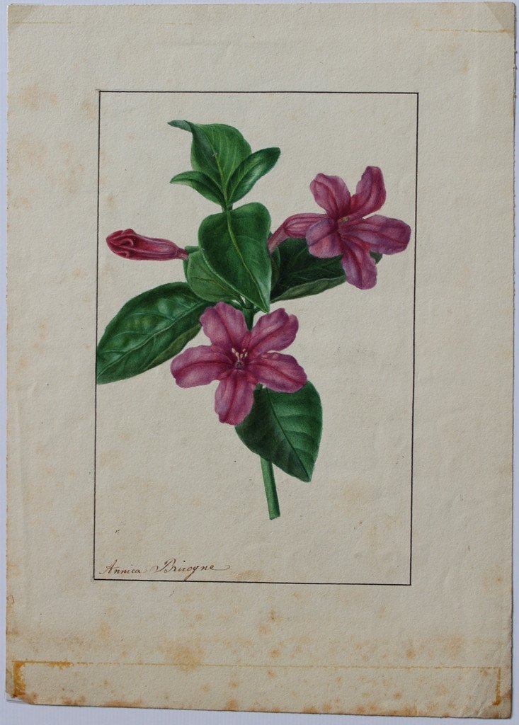 Annica Bricogne 2 Superb Original Watercolors Botany XIXth C. Horticulture-photo-2