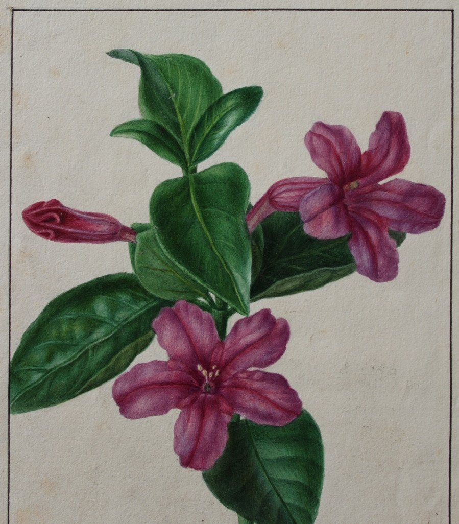 Annica Bricogne 2 Superb Original Watercolors Botany XIXth C. Horticulture-photo-3