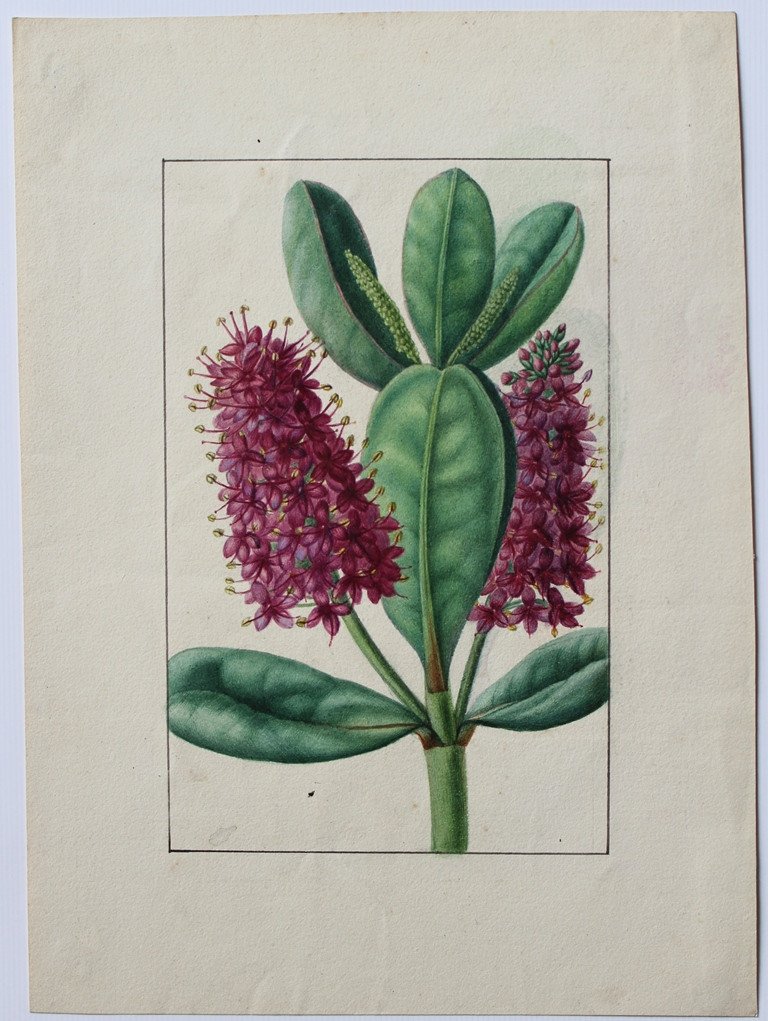 Annica Bricogne 2 Superb Original Watercolors Botany XIXth C. Horticulture-photo-4